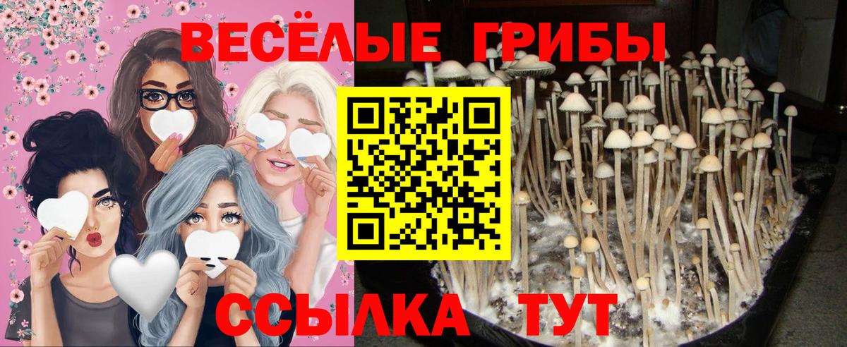 Мирный  Псилоцибиновые грибы Psilocybine cubensis  Вход с VPN 